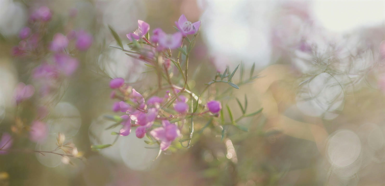 Blüten im Gegenlicht